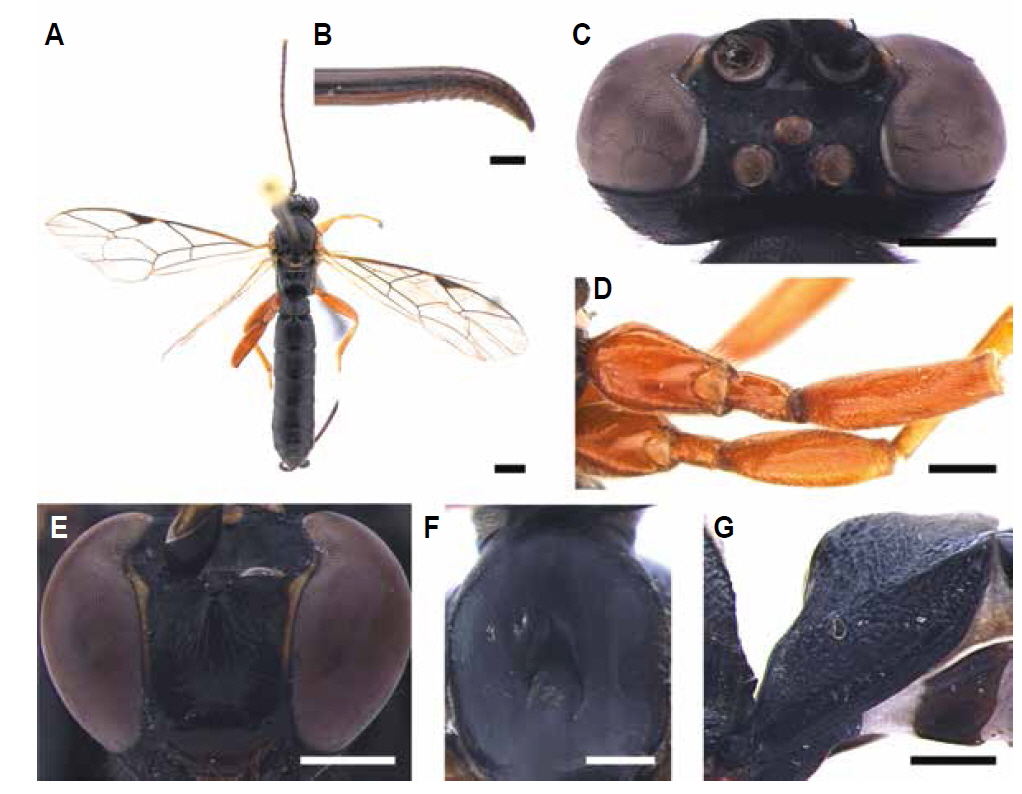A-G, Apechthis compunctor orientalis Kasparyan, 1973. A, Habitus in dorsal view; B, Ovipositor in lateral view; C, Head in dorsal view; D, Hind coxa and femur in dorsal view; E, Head in frontal view; F, Mesoscutum in dorsal view; G, First tergite in lateral view. Scale bars: A, B 1 mm, C, E-G 0.2 mm, D 0.5 mm.