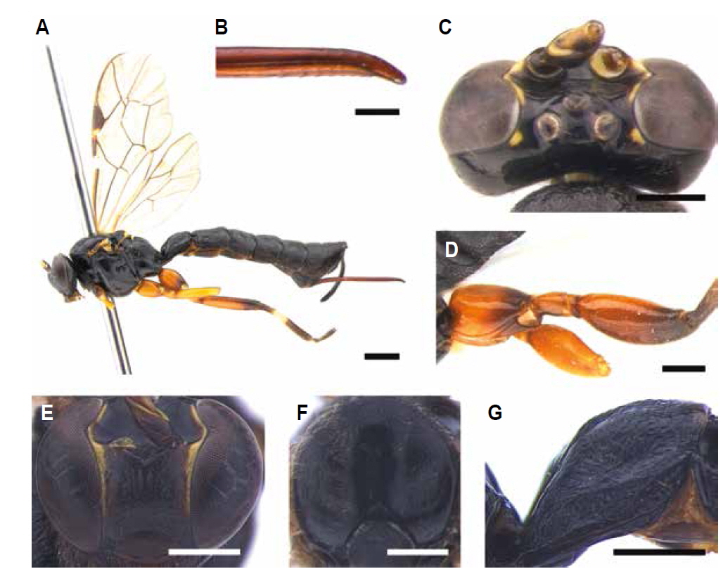 A-G, Apechthis quadridentata (Thomson, 1877). A, Habitus in lateral view; B, Ovipositor in lateral view; C, Head in dorsal view; D, Hind coxa and femur in lateral view; E, Head in frontal view; F, Mesoscutum in dorsal view; G, First tergite in lateral view. Scale bars: A-C 0.2 mm, D, F 0.5 mm, E, G 2 mm.