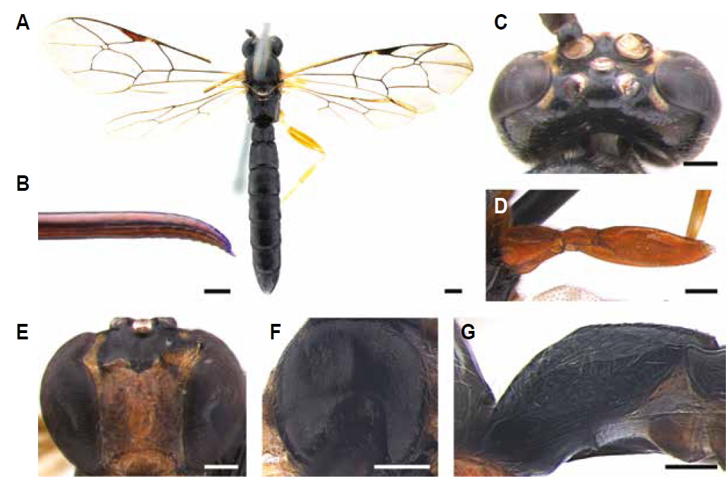 A-G, Apechthis rapae (Uchida, 1925). A, Habitus in dorsal view; B, Ovipositor in lateral view; C, Head in dorsal view (in male specimen); D, Hind coxa and femur in lateral view; E, Head in frontal view (in male specimen); F, Mesoscutum in dorsal view; G, First tergite in lateral view. Scale bars: A-G 0.2 mm.