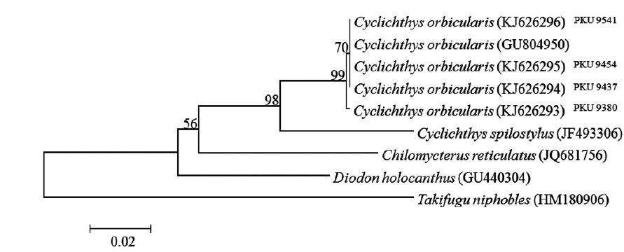 Neighbor-joining (NJ) tree for cytochrome oxidase subunit I (COI) gene sequences of 4 diodontid fishes. The NJ tree was constructed under the K2P model using Takifugu niphobles as the outgroup. Superscripts indicate the registration number of voucher specimens.