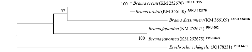 Neighbor-joining tree constructed by the mitochondrial DNA COI sequences for three Brama species, with one outgroup Erythrocles schlegelii. Numbers at branches indicate bootstrap probabilities in 1,000 bootstrap replications. Bar indicates genetic distance of 0.02.