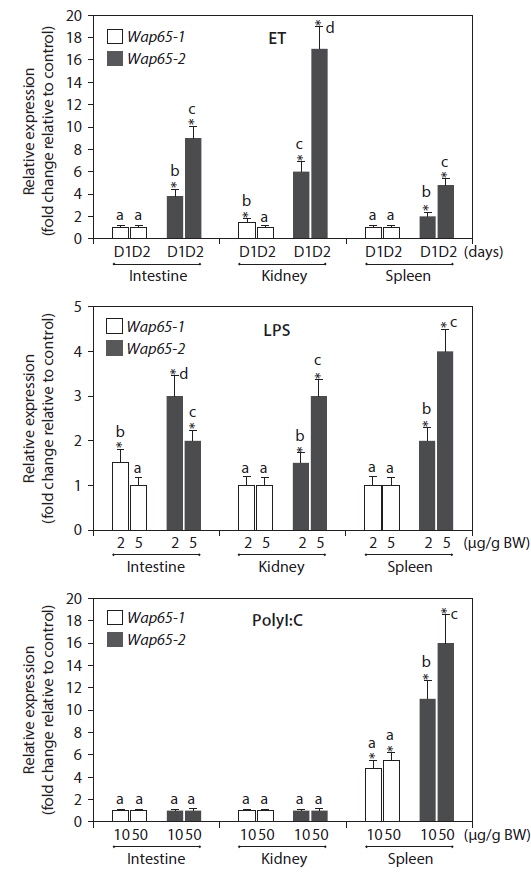 Differential mRNA expression of mud loach Misgurnus mizolepis, Wap65-1 and Wap65-2 isoforms in response to Edwardsiella tarda (ET), LPS or polyI:C challenges in the intestine, kidney and spleen tissues, based on qRT-PCR. ET-challenged group was assessed at 1 (D1) and 2 (D2) days after challenge, while groups challenged with LPS (2 or 5 μg/g body weight [BW]) and polyI:C (10 or 20 μg/g BW) at 24 h post challenge. Mean ± SDs with different letters (a-d) within a given tissue are significantly different based on ANOVA at P = 0.05. Asterisks indicate the means different from the values observed in the non-challenged control groups (P < 0.05).