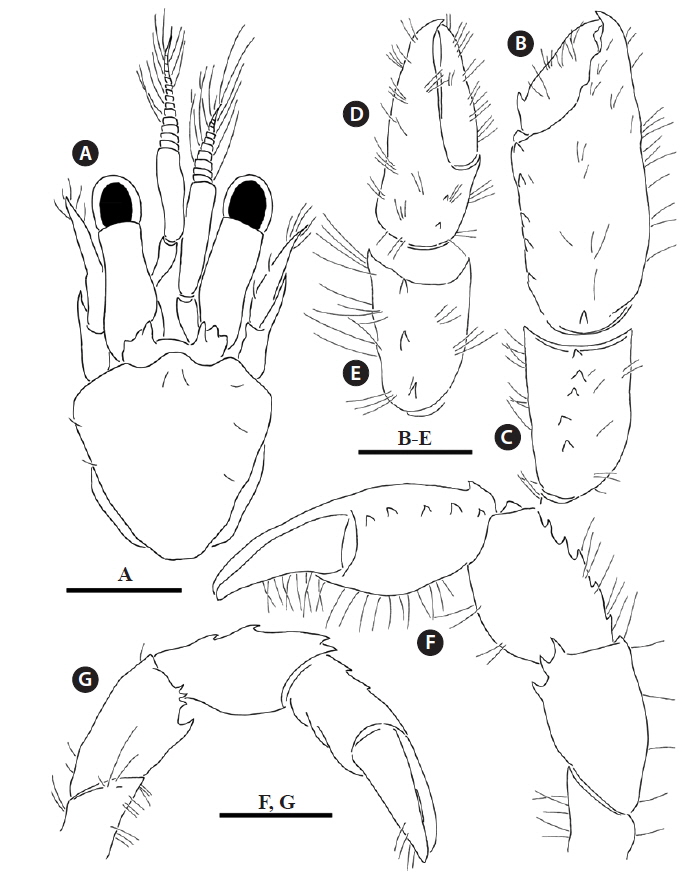 Catapaguroides fragilis (Melin, 1939). Male (SL 0.91 mm, OTMI 102). A, shield and cephalic appendages, dorsal; B, chela of right cheliped, dorsal; C, carpus of right cheliped, dorsal; D, chela of left cheliped, dorsal; E, carpus of left cheliped, dorsal; F, entire right cheliped, mesial; G, entire left cheliped, mesial. Scales: A-G = 0.5 mm.
