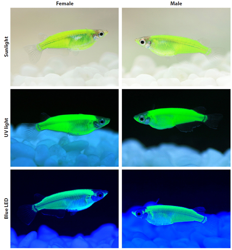 External fluorescent phenotypes of female and male podmlc2AmCFP-transgenic marine medaka Oryzias dancena (TG #010) under normal daylight (sunlight), ultraviolet (UV; 352 nm) and blue LED (454 nm) light illumination conditions.