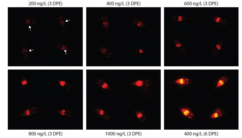 Fluorescence microscopic images showing the representative RFP-positive transgenics exposed to different concentrations of EE2. Images were obtained at 3 or 6 days post exposure (DPE). At 3 DPE, the intensities of RFP signals induced in transgenic livers were positively related with concentrations of EE2. However, at 6 DPE, almost transgenics showed the saturation-like RFP signals irrespective of concentrations of EE2 (only the fish from 400 ng/L-exposed group are shown). The RFP-positive livers of the fish exposed with 200 ng/L for 3 days are indicated by arrows.