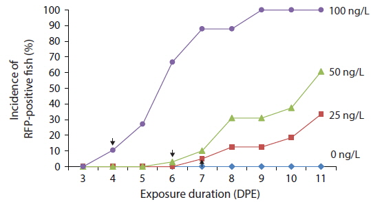Time course patterns of the cumulative incidence of RFP-positive transgenics during experimental exposure to EE2 (0 -100 ng/L). Incidence of RFP signal was calculated as a percentage of transgenics. The first appearance of RFP-positive fish in each EE2-exposed group is indicated by an arrow. DPE, days post exposure.