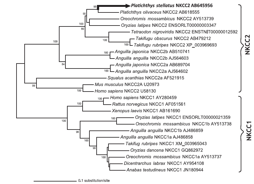 Phylogenic tree of vertebrate NKCC1 and NKCC2 isoforms. The starry flounder sequence cloned in the present study is indicated by thick black arrow. The neighbor-joining method with 1,000 bootstrap replications was used to generate the tree. The length of each branch is proportional to the divergence of the protein sequence from other members of the family. Bootstrap values are shown at each node when the confidence level is above 50%.