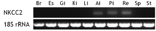 Tissue distribution of NKCC2 mRNA in the starry flounder under normal physiological condition. Total RNAs from brain (Br), esophagus (Es), gill (Gi), kidney (Ki), liver (Li), anterior (Ai) and posterior intestines (Pi), rectum (Re), spleen (Sp) and stomach (St) were reverse-transcribed and amplified by PCR. The cDNA of 18S rRNA was also amplified as a normalization control.