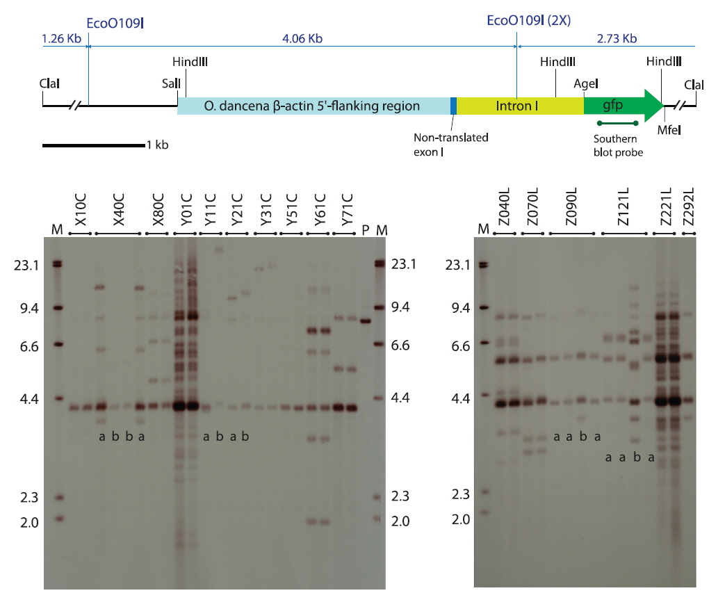 Genomic Southern blot hybridization patterns of podβ-actGFP-transgenic marine medaka strains. Genomic DNA digested with EcoO109I and probed with gfp fragments. In each blot, lane M is the molecular weight size marker of lambda-HindIII digests (shown in kb), while lane P is the linear positive plasmid DNA podβ-actGFP. Left blot shows the hybridization patterns from transgenic strains generated with circular podβ-actGFP while right blot represented patterns developed with ClaI-linearized podβ-actGFP. In transgenic strains X40C, Y11C, Y21C, Z090L and Z121L, two different hybridization patterns (labeled a and b) within a given F1 group are detected. Partial restriction map of ClaI-linearized podβ-actGFP transgene is also shown on the top.
