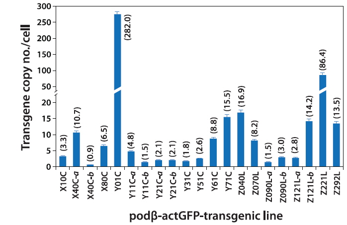 Average transgene copy number(s) per cell in podβ-actGFP-transgenic marine medaka strains as assessed by qPCR of gfp gene. The average value of the copy number for each transgenic genotype is shown in parenthesis. Statistical differences were assessed by ANOVA followed by Duncan’s multiple range tests at P = 0.05 but label on each histogram was omitted for readability of the figure.