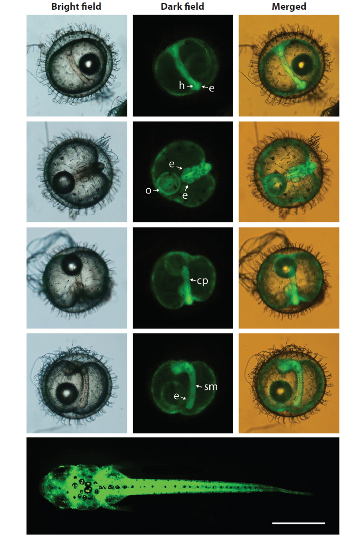 Representative microscopic images to show the ubiquitous and constitutive expression of GFP in developing embryos and early larva (4-day-old fish herein). In the dark field images, heart (h), eye (e), oil droplet (o), caudal peduncle (cp) and somites (sm) are indicated by arrows. Bar is 1 mm.