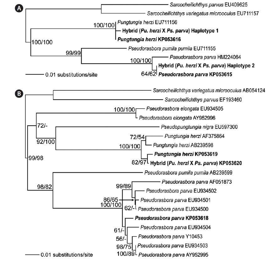 Phylogenetic trees inferred from the nuclear recombination activating gene 1 gene (rag1) (A) and mitochondrial cytochrome b gene (mt-cyb) (B) of a natural hybrid and its supposed parent species, Pungtungia herzi (♀) and Pseudorasbora parva (♂). Bootstrap values above 50% for the neighbour-joining and maximum-parsimony trees, respectively, are shown at each branch node. Species analyzed in this study are in bold faced font. Two haplotypes of rag1 of the hybrid were deduced from twelve randomly chosen PCR clones.