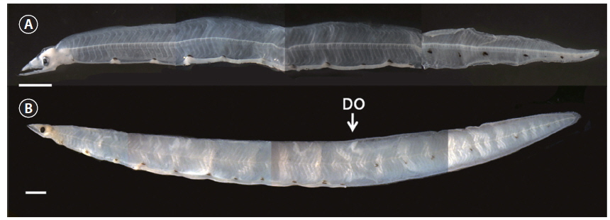 Leptocephalus of Scolecenchelys fuscogularis, PKU 5999, 22.2 mm TL (A); PKUI 205, 56.0 mm TL (B). Scale bars= 1.5 mm. DO: dorsal fin origin.