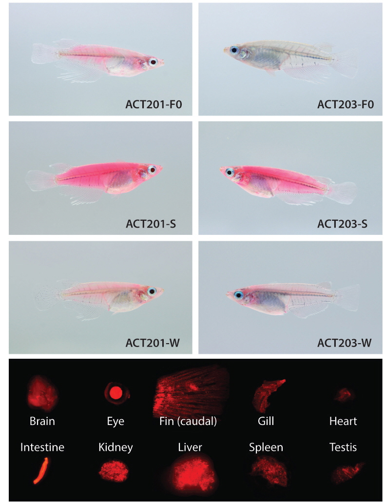 Representative image to show the phenotypic fluorescence achieved in each transgenic genotype group (ACT201-S, ACT201-W, ACT203-S and ACT203-W). Mosaic RFP expression patterns of the two founder fishes (ACT201-F0 and ACT203-F0) are also shown on the top along with their F2 progeny. Photograph for external appearance of each fish is taken under normal daylight conditions. Fluorescence microscopic images for selected organs are also provided at the bottom, as exemplified by the fish belonging to the line ACT201-S.