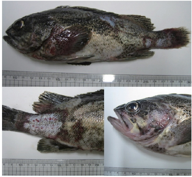 Clinical signs of Korean rockfish Sebastes schlegeli infected with Vibrio harveyi. Skin ulcers and hemorrhages at the operculum, around the base of the pectoral and pelvic fins and caudal peduncle were commonly observed in most sampled fish.