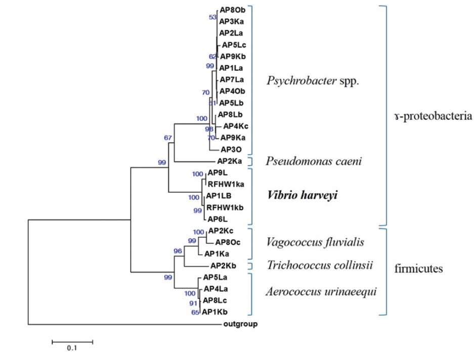 Neighbor-joining phylogenetic tree showing the relationships among 27 16S rRNA gene sequences of isolates retrieved from Pacific sand eel Ammodytes personatus and infected Korean rockfish Sebastes schlegeli. Approximately 717 nucleotides Escherichia coli 16S rRNA gene positions 63-779) were analyzed to conduct the tree. Bootstrap values based on 1,000 re-samplings display the significance of the interior nodes, and are shown at the branch points; only values displaying >50% are given. Scale bar represents a 10% estimated difference in nucleotide sequences.
