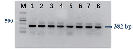 Agarose gel showing polymerase chain reaction products (band size = 382 bp) of the toxR gene in isolates obtained from Korean rockfish Sebastes schlegeli and Pacific sand eel. M, DNA marker; lane 1, RFHW1ka; lane 2, RFHW1kb; 3, RFHW2k; 4, RFHW3ka; 5, RFHW3kb; 6, AP1Lb; 7, AP6L; 8, AP9L.