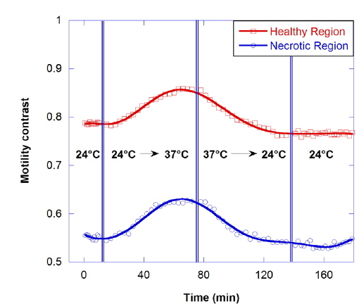 Motility (NSD) change as a function of temperature, at a fixed depth of 350 μm for the healthy and necrotic regions of a healthy tumor 750 μm in diameter, showing the dependence of motility on temperature.