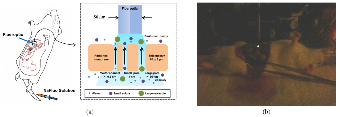 (a) Schematic of f-FRAP measurement on the PM of the rat. The figure in the right box shows the 3-pore model used to describe solute transport in the PM. (b) Laser-beam spot from the optical-fiber tip placed on the PM of the rat.