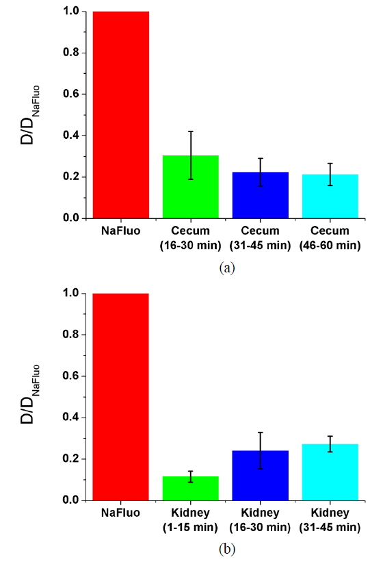 Relative diffusion coefficients D/D0 of NaFluo in peritoneal membrane at different time periods: (a) cecum, (b) kidney.
