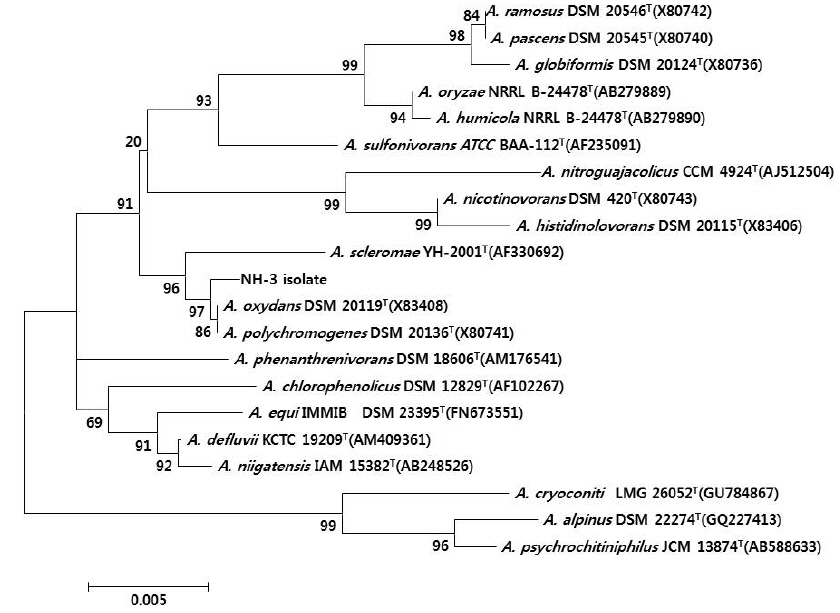 Phylogenetic tree based on comparison of the 16S rRNA gene sequence indicating the position of NH-3 isolate. The phylogenetic tree was generated using the neighbor-joining method. Bootstrap values, expressed as percentages of 1,000 replications, are given at branching points. Bar shows five nucleotides substitutions per 1,000 nucleotides.