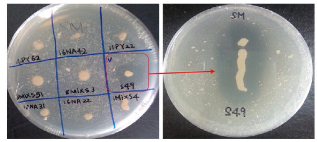 Photos of protease producing bacteria (Arthrobacter sp. S49) by using skim milk agar plate.
