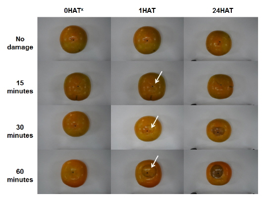 Changes in photographic illustration of frost damage for sweet persimmon fruits(HRT: Hours after treatment). Arrows indicate the freezing stressed regions of sweet persimmon fruits.