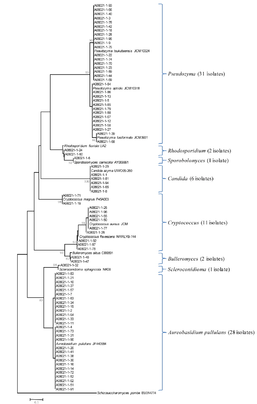 A phylogenetic tree of yeast isolates based on ITS gene using sequences obtained from cultivated representative isolates from the leaves of tiger lily. Strains from this study are in bold font. The numerals represent the confidence levels from 1000 replicate bootstrap samplings.