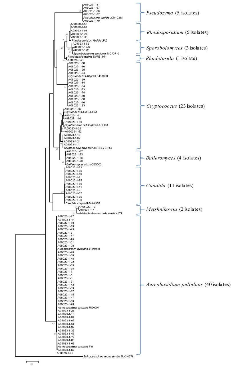 A phylogenetic tree (1,000 bootstrap replicates) of ITS sequences of yeast isolates from the stems of tiger lily.