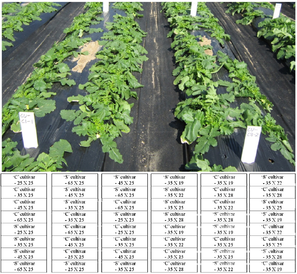 A photo showing radish plants with different spacing and experimental plot design. The photo was taken 27 days after sowing. A: An example of spacing between rows using ‘C’ cultivar with spacing of 55×25 cm (left) and 35×25 cm (Right) and B: Experimental plot design using randomized complete block design.