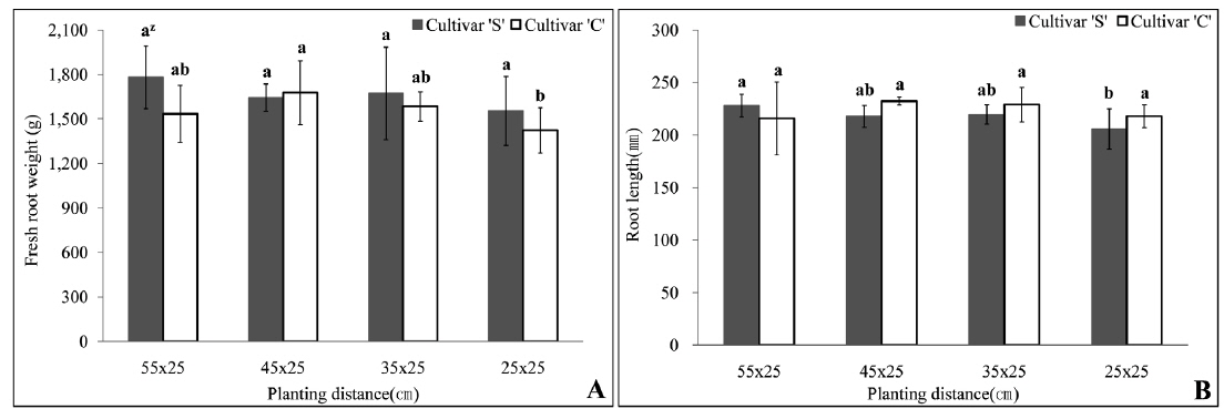 Fresh root weight (A) and root length (B) of two autumn radish cultivars ‘S’ and ‘C’ grown in different spacing between rows. z Means separation for each cultivar by Duncan’s multiple range test at P=0.05.