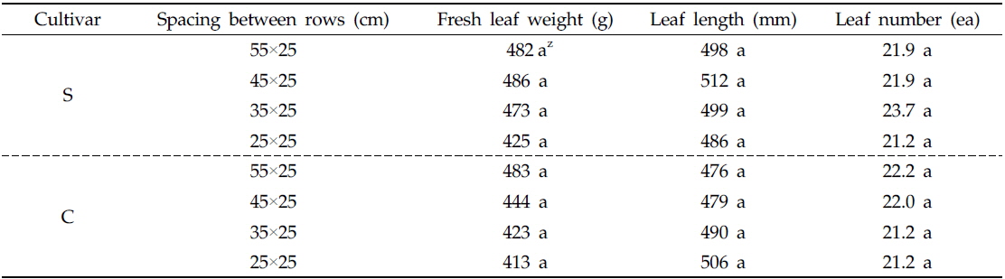 Growth characteristics of two popular autumn radish cultivars ‘S’ and ‘C’ grown in different spacing between rows