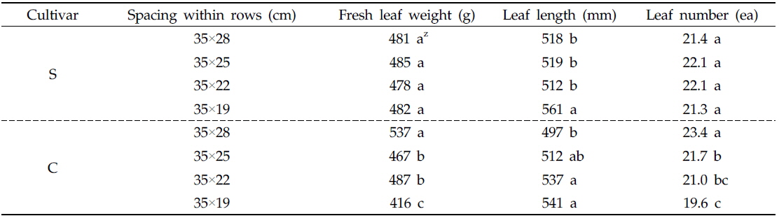Growth characteristics of two popular autumn radish cultivars ‘S’ and ‘C’ grown in different spacing within rows