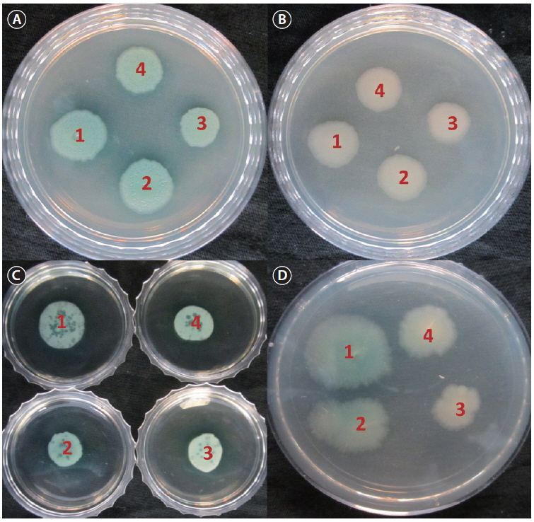 Effect of fucose containing polymer (FCP)-treatment on the motility of Pseudomonas aeruginosa PA14: swarming (1) on Luria-Bertani (LB) agar (A), slow killing agar (B), swimming (C), and twitching (D) motility