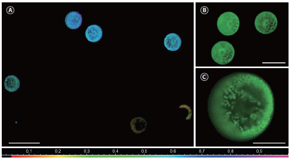 Multicolor variable chlorophyll fluorescence imaging of photosynthetic capacity, showing PSII quantum yield images in false colors of Coscinodiscus granii cells. Values correspond to the color bar. Showing inter- and intra-cellular variability in their performances, at different levels of magnification obtained with high numerical aperture objectives (A, 10× objective; B, 20× air objective; C, 100× oil immersion objective). Scale bars represent: A, 100 μm; B, 50 μm; C, 25 μm.