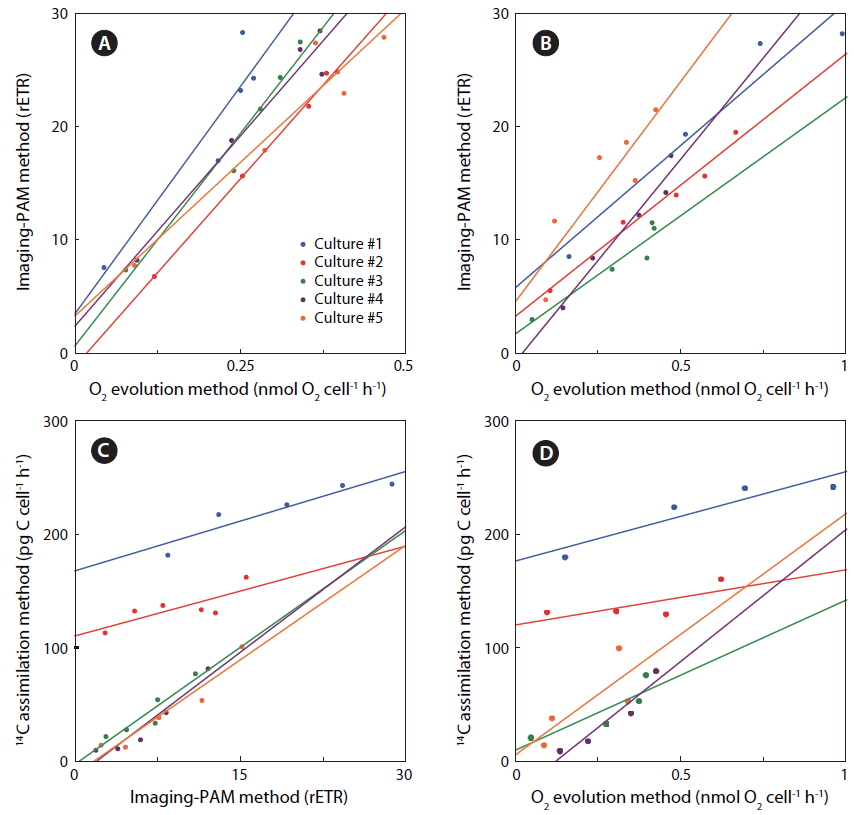 Linear regression comparing the three different methods for photosynthesis measurements in Coscinodiscus granii cultures #1-5 from growth conditions of 50, 150, 235, 332, and 450 μmol photons m-2 s-1, respectively. (A) Exp. 1. (B-D) Exp. 2. (A) Showing variable chlorophyll fluorescence (PAM) vs. O2 evolution measurements (O2). (B) PAM vs. O2 measurements. (C) 14C-assimilation (14C) vs. PAM. (D) 14C vs. O2 measurements.