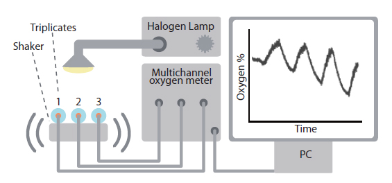 Experimental setup for optical O2 measurements, consisting of a halogen lamp, a multichannel O2 meter controlled by a PC. The setup allowed triplicate monitoring of sample vials attached to a custom build shaking device and connected to the O2 meter via 3 optical fibers.