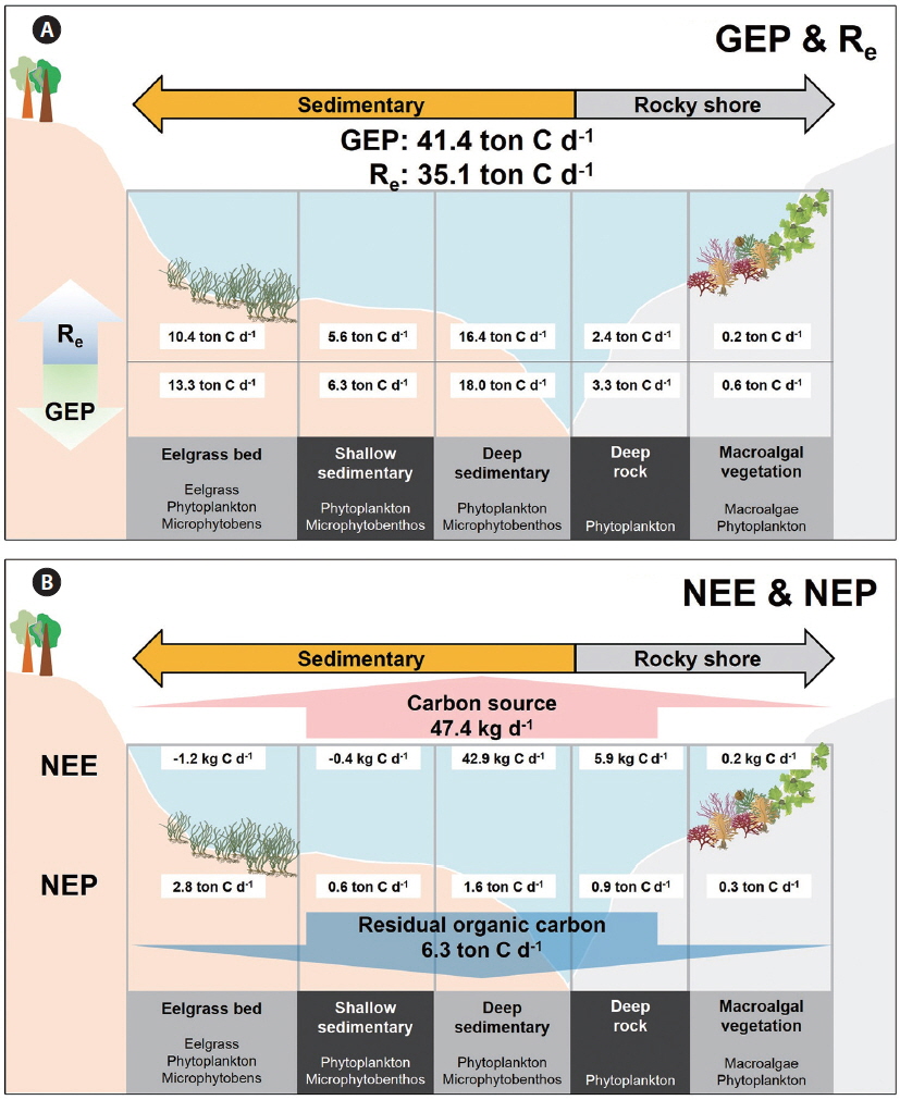 Conceptual diagram of the carbon flux driven by coastal primary producers in the northeastern part of Gwangyang Bay (30 km2 ). Mean value of daily gross ecosystem production (GEP) and Re (A) and net ecosystem production (NEP) and net ecosystem exchange (NEE) (B) at different vegetated / unvegetated systems during 20 June to 20 July 2007 (31 days).