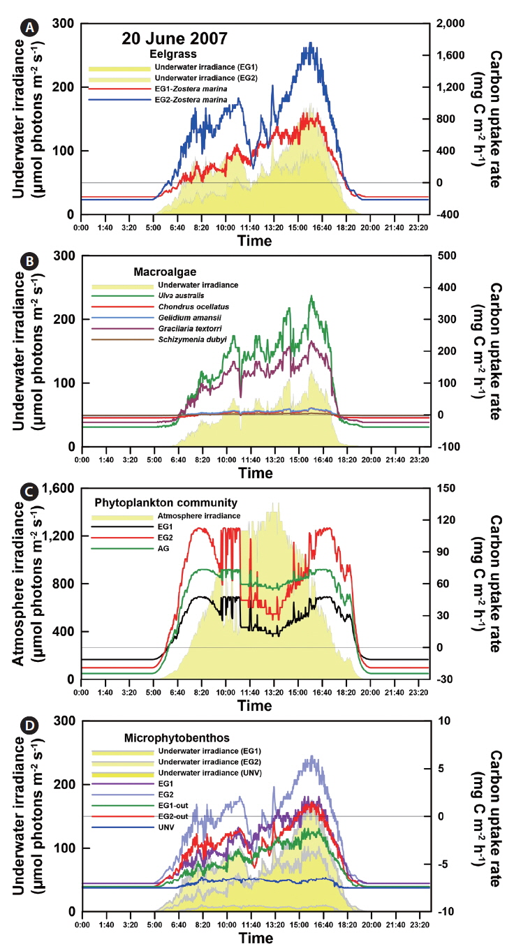 Examples of daily variations in atmosphere and underwater irradiance along the studied sites (gray line, yellow filled) and net carbon uptake rate (colored line) of eelgrass (A), macroalgae (B), phytoplankton community (C), and microphytobenthos (D) based on the diurnal irradiance changes and photosynthetic parameters on 20 June 2007.