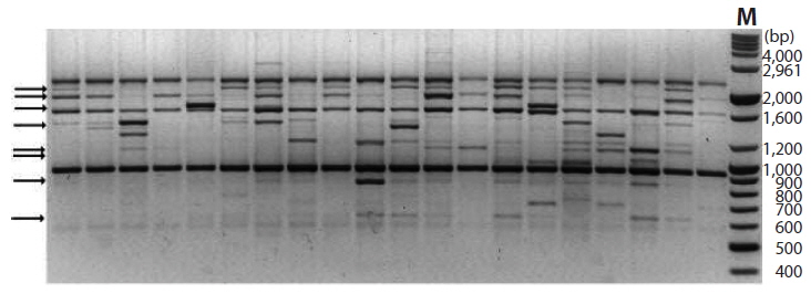 Random amplified polymorphic DNA profile amplified with primer OPA-01 for 20 individuals of Ecklonia cava. Arrows on the left indicate polymorphic bands. The M lanes are Bioneer 100 bp Ladder with each fragment size showing on the right.