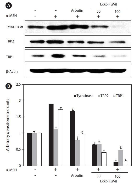 Effect of eckol on expression of melanogenesis-related proteins in B16F10 cells. Cells were exposed to 0.1 μM α-melanocyte stimulating hormone (α-MSH) in the presence of the indicated concentrations of eckol or 350 μM arbutin. Western blot data shown are representative of three independent Western blotting experiments. (A) Tyrosinase, tyrosinase-related protein (TRP) 1, and TRP2 protein expression. (B) Quantification of tyrosinase, TRP1, and TRP2 expression. ？p < 0.05 indicates a significant difference versus α-MSH-stimulated cells.