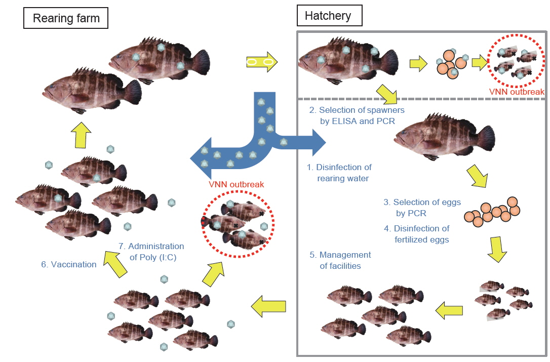 Prevention strategy for viral nervous necrosis (VNN) in a sevenband grouper Epinephelus septemfasciatus aquaculture farm. In the hatchery, five methods are used to prevent the vertical and horizontal transmission of nervous necrosis virus (NNV) including the disinfection of rearing water, selection of spawners via ELISA and PCR, selection of eggs via PCR, disinfection of the fertilized eggs, and proper facilities management. In the grow-out stages, vaccines and Poly(I:C) need to be administered to prevent horizontal transmission of NNV.