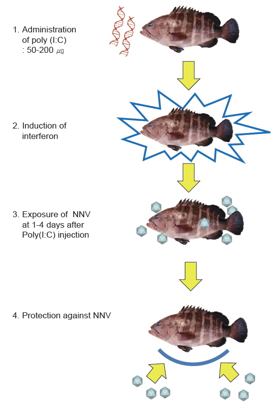 Live NNV vaccine with Poly(I:C) immunization. Poly(I:C) immunization involves the immunization with live NNV followed by administration of Poly(I:C), which induces a transient, non-specific antiviral state in the fish. As a result, the fish survive the initial immunization with live NNV, which would otherwise be lethal. Moreover, in an antiviral state, fish infected with live NNV are able to mount a specific protective immune response against NNV.