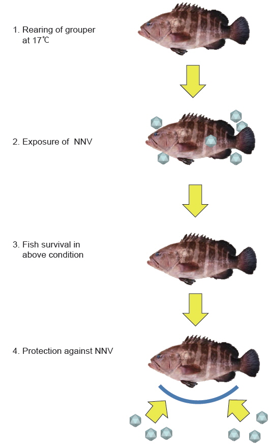 Live NNV vaccine using a low rearing temperature. Sevenband grouper Epinephelus septemfasciatus reared at 17℃ are exposed to live NNV. By rearing fish at 17℃, no morality due to NNV infection occurs, but NNV is able to multiply in the fish. Furthermore, the fish that survive are able to mount a specific protective immune response against NNV.