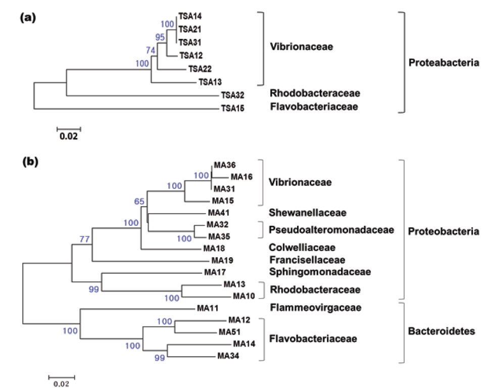 Neighbor-joining phylogenetic tree showing the relationship of 8 and 17 16S rRNA gene sequences of cultured bacteria grown on tryptic soy agar (supplemented with 1.5% NaCl and 0.3% yeast extract) (a) and on marine agar (b), respectively, retrieved from gut mucus of olive flounder Paralichthys olivaceus. Bootstrap values based on 1,000 re-samplings display the significance of the interior nodes, and are shown at branch points; only values displaying >50% are given. The scale bar represents a 2% estimated difference in nucleotide sequences.