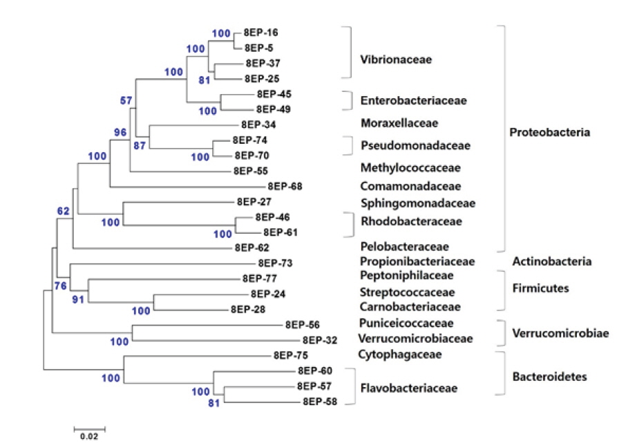 Neighbor-joining phylogenetic tree showing the relationship of 25 16S rRNA gene sequences derived from gut mucus (clone library). Bootstrap values based on 1,000 re-samplings display the significance of the interior nodes, and are shown at branch points; only values displaying >50% are given. The scale bar represents a 2% estimated difference in nucleotide sequences.