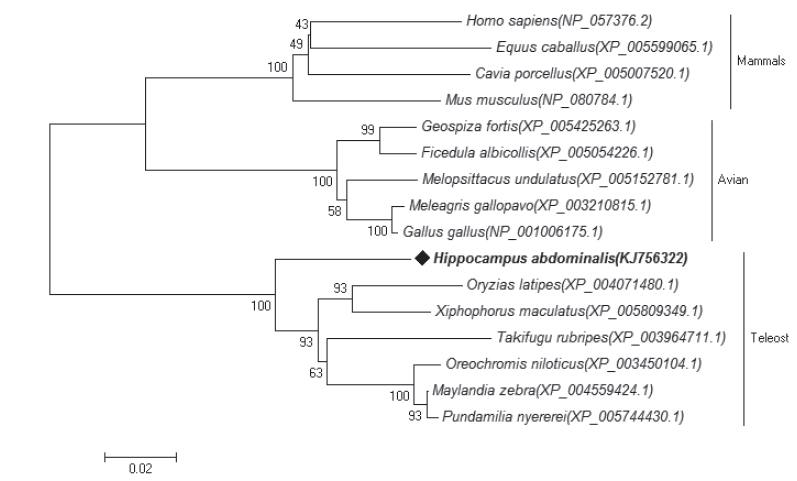 Phylogenetic analysis based on ClustalW alignment of deduced amino acid sequences of various mitochondrial heat shock protein 75. Big-belly seahorse Hippocampus abdoninalis mtHSP75(KJ756322) indicated by ◆ and bold. The tree was constructed by MEGA software version 5.05 using neighbor-joining methods.