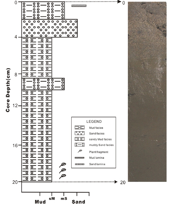 Vertical variation of sedimentary structure and sectional photo of core sediment.