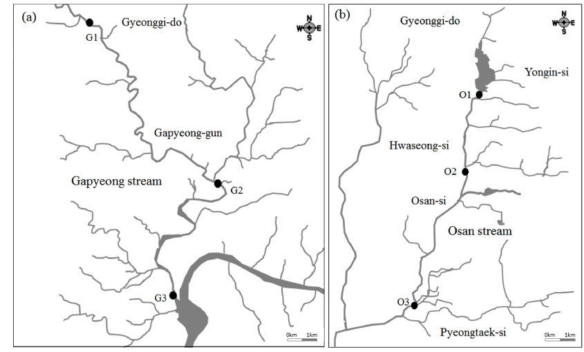Location of the survey sites. (a) Gapyeong stream, (b) Osan stream