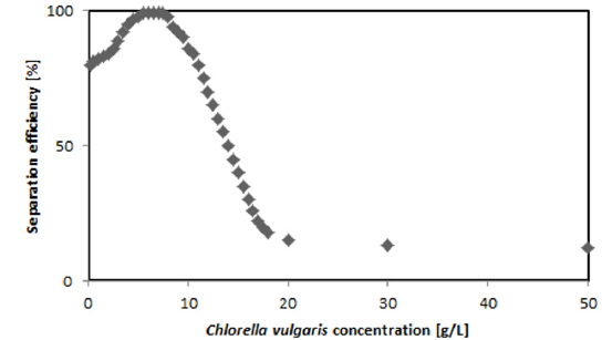 Separation efficiency by different microalgae concentration (Mg/Si mol ratio: 1.5, Mg-Sericite dose: 10 mg/L, pH: 10, mixing time 20min and settling time 20 min)